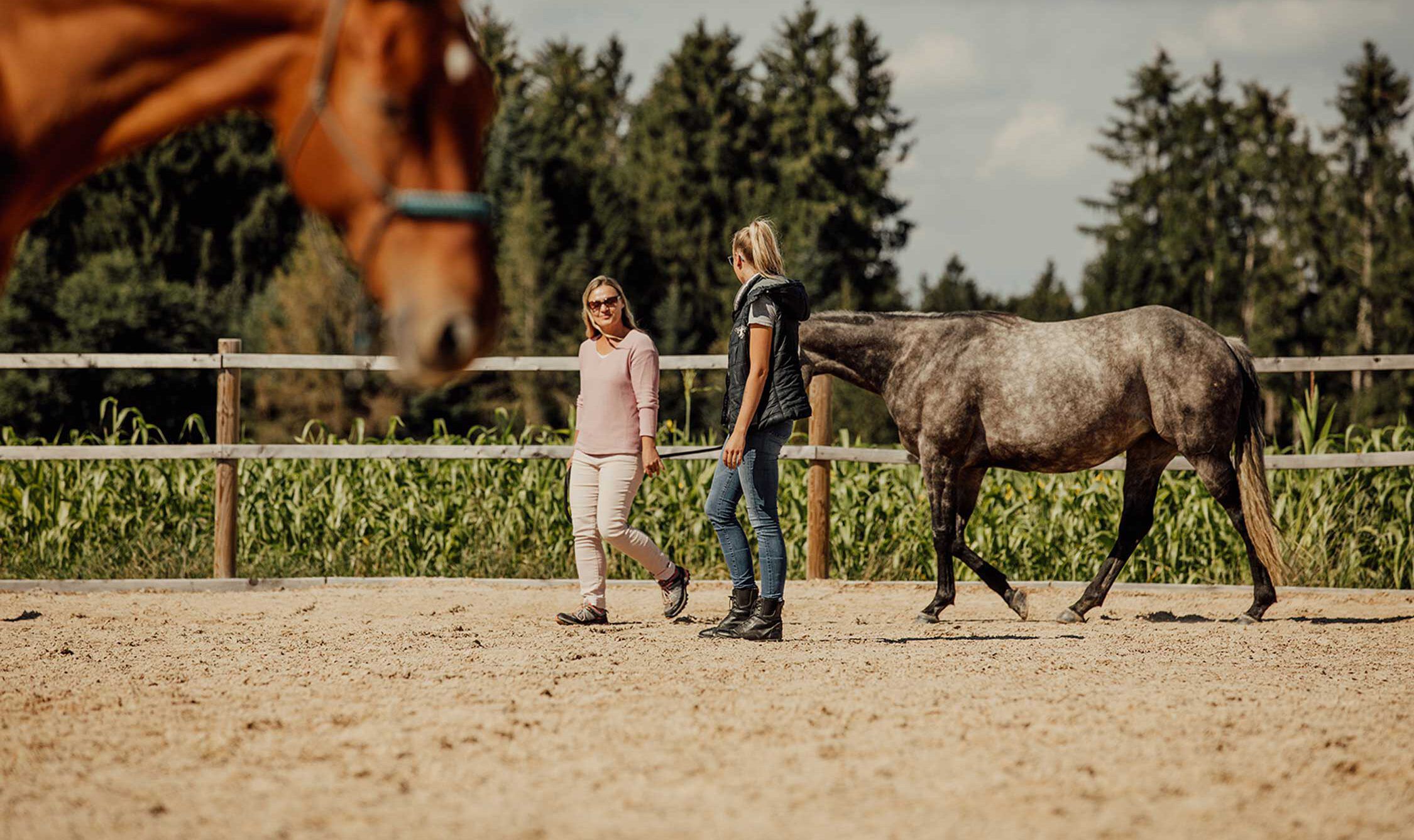 Sylvia Sperr - Pferdeunterstütztes Coaching in 91325 Adelsdorf